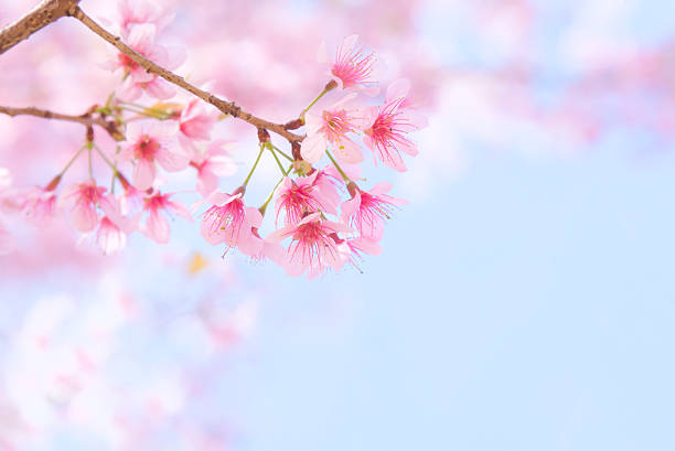 istock Soft focus Cherry Blossom or Sakura flower on nature background 623174056