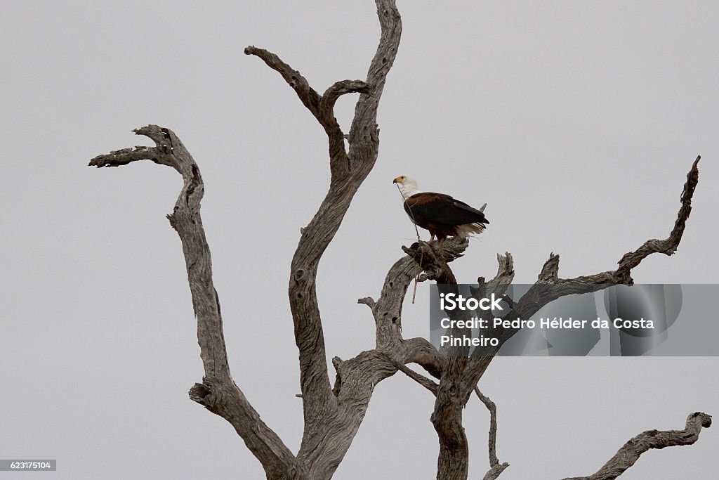 Fish-Eagle African Fish-eagle Africa Stock Photo