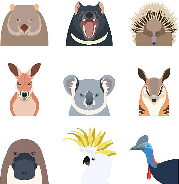 illustrazioni stock, clip art, cartoni animati e icone di tendenza di icone piatte degli animali australiani - tasmanian animals