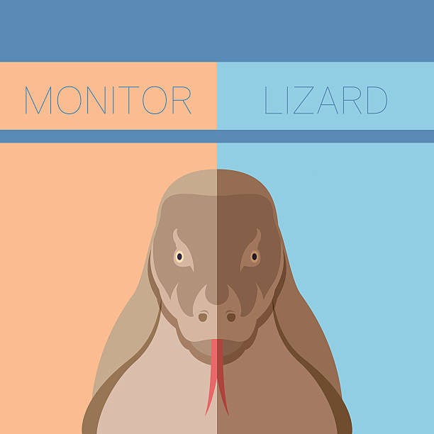 Monitor lizard flat postcard Vector image of the Monitor lizard flat postcard komodo dragon drawing stock illustrations