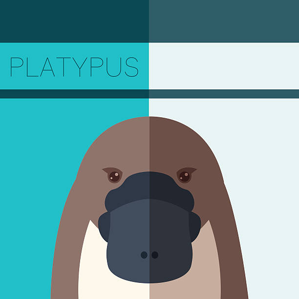 Platypus Flat Postcard Vector image of the Platypus flat postcard duck billed platypus stock illustrations