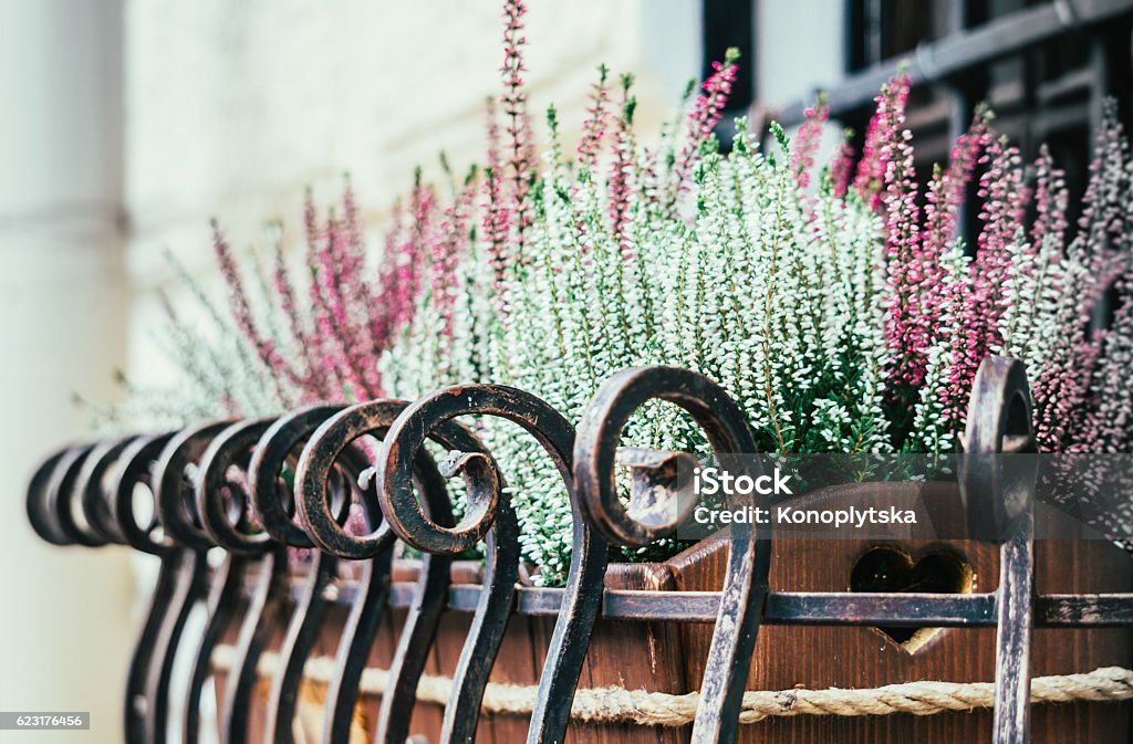 Window decoration. Flower pot with lavender flowers on the windowsill Autumn flowers on the windowsill. Graceful flower pot with the delicate flowers of lavender Decoration Stock Photo