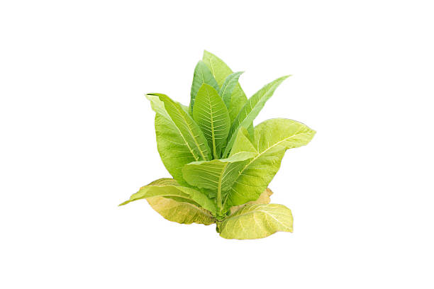 Tobacco plant on white background.