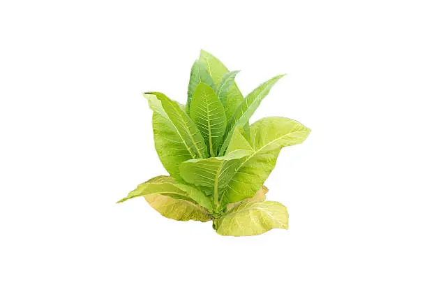 Photo of Tobacco plant on white background.