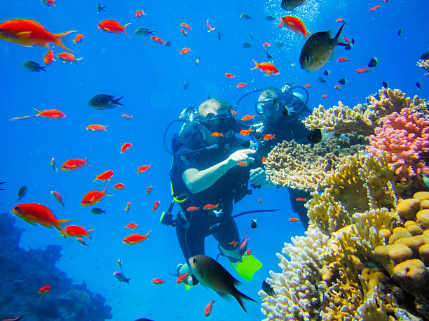 istock Diving at the coral reefs in Egypt 623176668