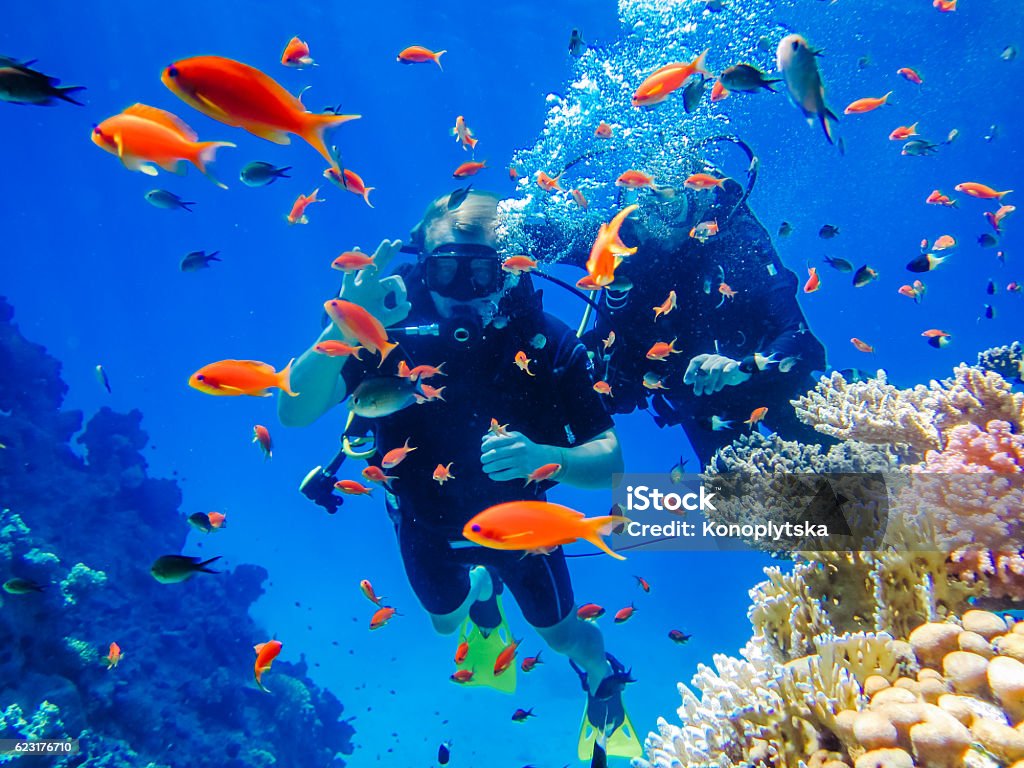 Repos actif. Plongée dans les récifs coralliens - Photo de Plongée sous-marine libre de droits