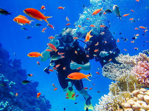 active rest. diving at the coral reefs - underwater diving scuba diving underwater reef imagens e fotografias de stock