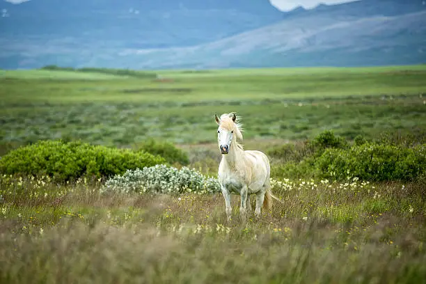 Photo of Icelandic Horse in a Beautifull Field