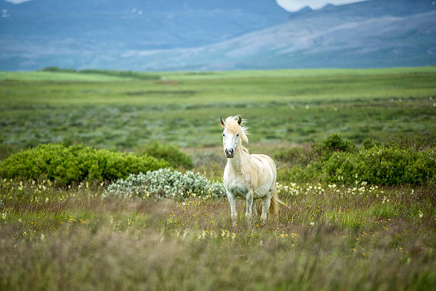 islandzki koń na pięknym polu - horse summer animal beautiful zdjęcia i obrazy z banku zdjęć
