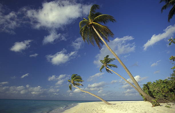 istock ASIA INDIAN OCEAN MALDIVES SEASCAPE BEACH 623179244