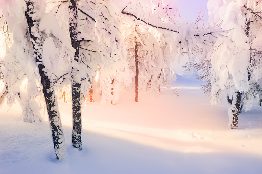 Snow-covered trees in winter forest at sunset.