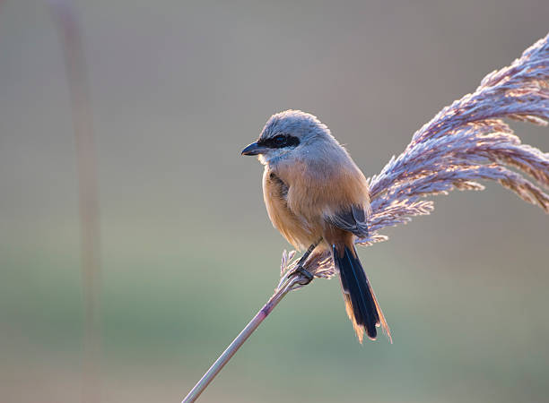 длинные хвостатые shrike в первой половине дня - tropical rain forest audio стоковые фото и изображения