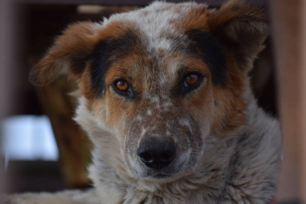 istock Dog with beautiful brown eyes 623181368