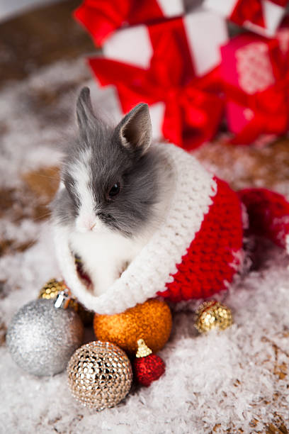 istock Holiday Christmas bunny in Santa hat on gift box background 623181416