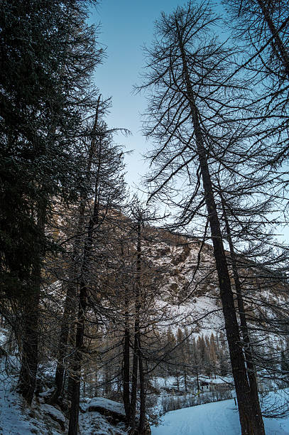 istock Mountain landscape with snow and snow-covered trees. 623184088