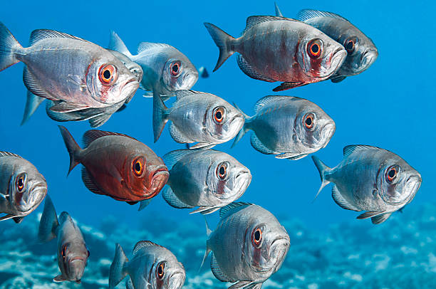 Shoal of Crescent-tailed Bigeye Fish School of crescent-tailed bigeye, Priacanthus hamrur, over blue background, Sharm-el Sheikh, Egypt, Red Sea.  crescent tailed bigeye stock pictures, royalty-free photos & images