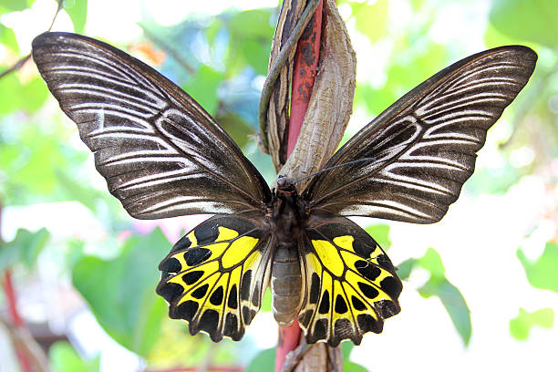 istock Detail of Stuffing Butterfly 623185640