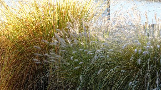 istock Lamp cleaner grass and reeds 623186096