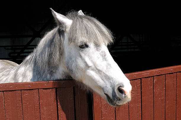 istock Head of a white horse 623187710