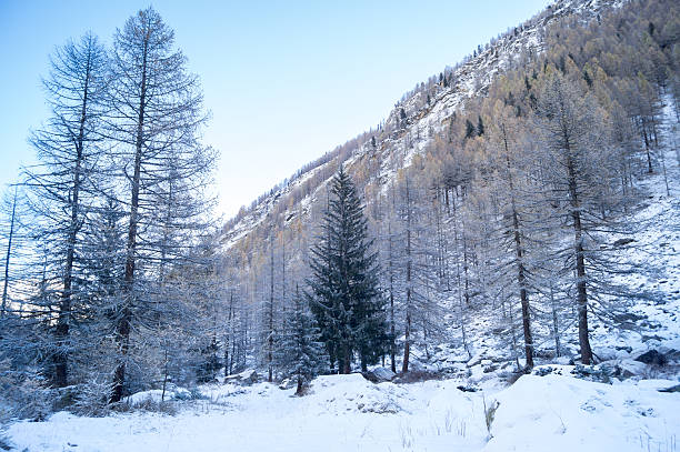 istock Mountain landscape with snow and snow-covered trees. 623187778