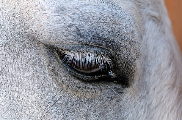 istock Eye of a white horse close up 623187872