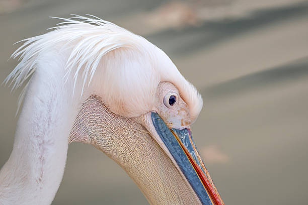 istock Portrait of a great white or Eastern Pelican 623188920