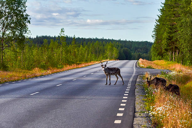 istock Reindeers in natural environment, Roros region, Northern Norway,nature 623190672