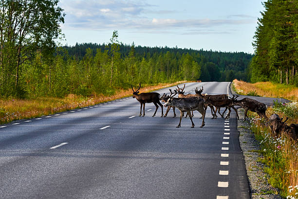 istock Reindeers in natural environment, Roros region, Northern Norway,nature 623190700