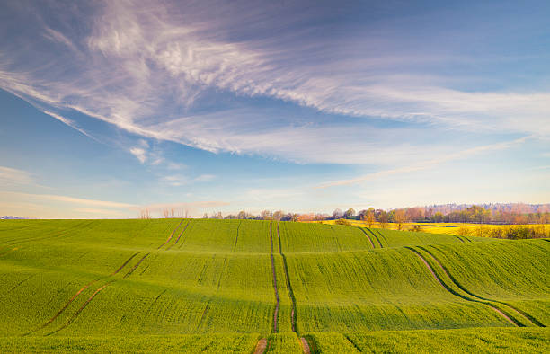 istock spring field of young corn, blooming oil seed rape 623191070