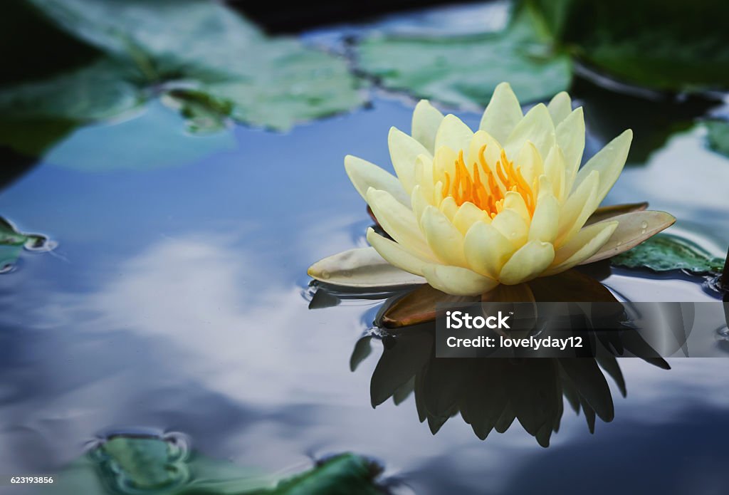 Hermosa Flor De Loto Se Complementa Con Los Ricos Colores Foto de stock y más banco de imágenes de Fundación Claude Monet - iStock Hermosa Flor De Loto Se Complementa Con Los Ricos Colores Foto de stock y más banco de imágenes de Fundación Claude Monet - iStock