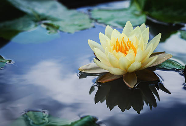 beautiful lotus flower is complimented by the rich colors beautiful lotus flower is complimented by the rich colors of the deep blue water surface. foundation claude monet photos stock pictures, royalty-free photos & images