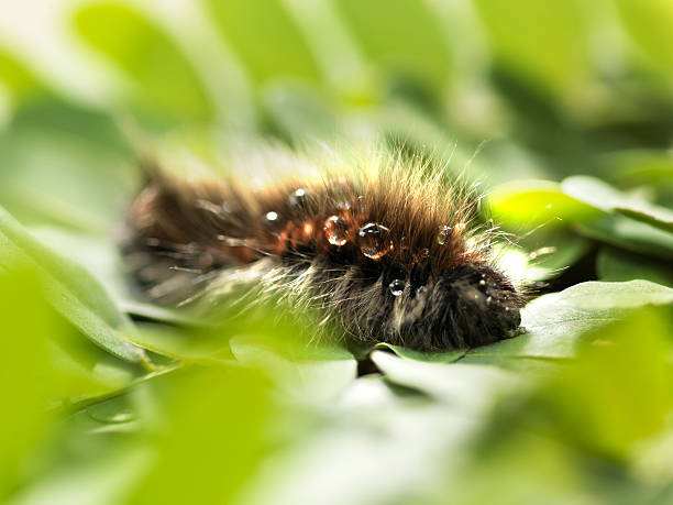 Thaumetopoea pityocampa