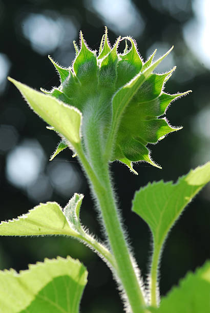 girasole giovane germoglio in boccio, macro, primo piano - circle nature botany bud foto e immagini stock