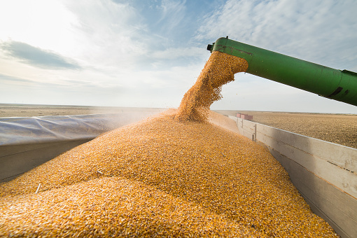Verter grano de maíz en el remolque del tractor photo