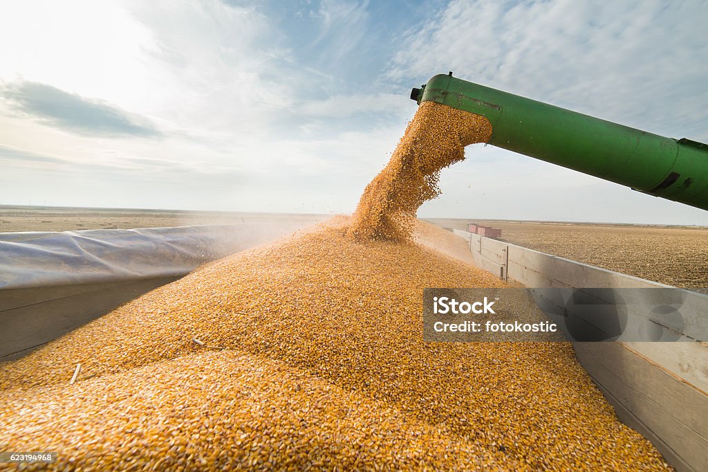 Pouring corn grain into tractor trailer Pouring corn grain into tractor trailer after harvest Corn - Crop Stock Photo