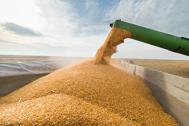 Pouring corn grain into tractor trailer Pouring corn grain into tractor trailer after harvest combine harvester stock pictures, royalty-free photos & images