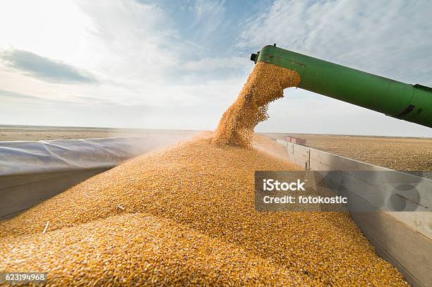 Pouring Corn Grain Into Tractor Trailer Stock Photo - Download Image Now - Corn - Crop, Corn, Harvesting
