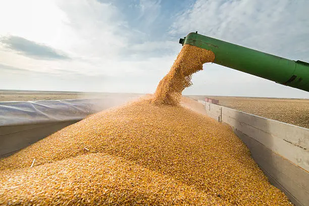 Photo of Pouring corn grain into tractor trailer