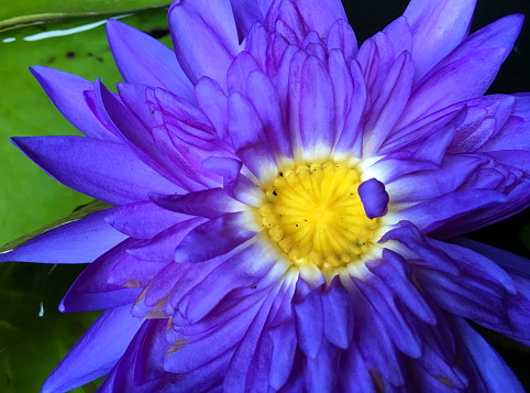 Flower purple lotus in the pond