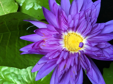 Flower purple lotus in the pond