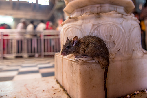 Local people believe that the soul of dead rests in the body of rats, therefore they worship the rats in the Rat Temple in Bikaner, Rajasthan, India.