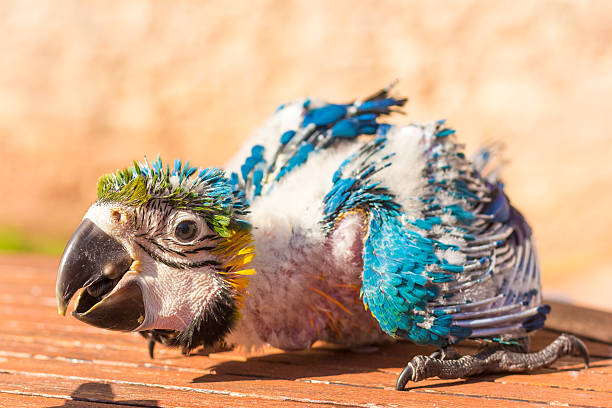istock Portrait of a baby macaw 623198884
