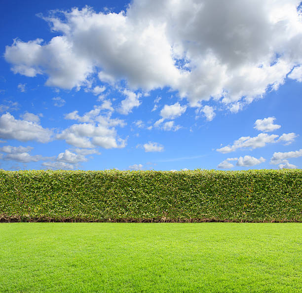 hedge with sky and grass hedge with sky and grass on sky background. brush fence stock pictures, royalty-free photos & images