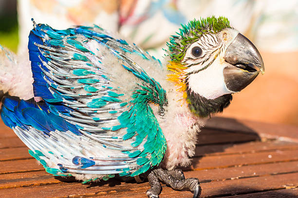 Portrait of a baby macaw