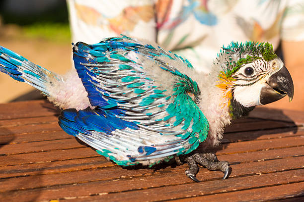 istock Portrait of a baby macaw 623199580