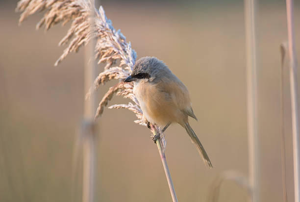 istock Long tailed Shrike in the Morning 623199672