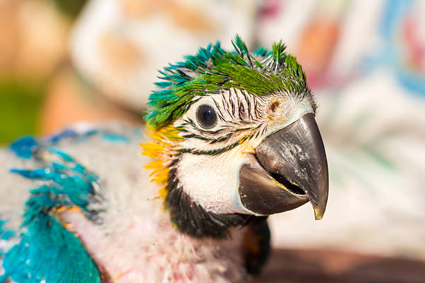 istock Portrait of a baby macaw 623199690