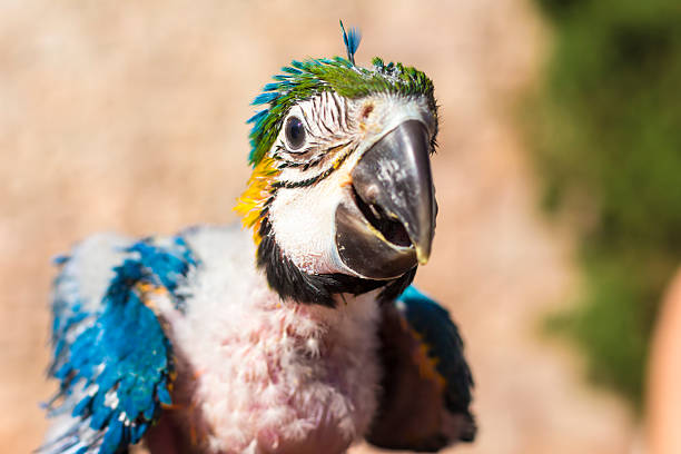 istock Portrait of a baby macaw 623199782