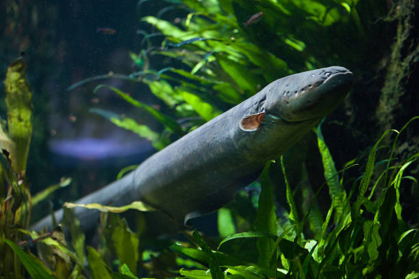 Electric eel (Electrophorus electricus). Electric eel (Electrophorus electricus). Freshwater fish. actinopterygii stock pictures, royalty-free photos & images