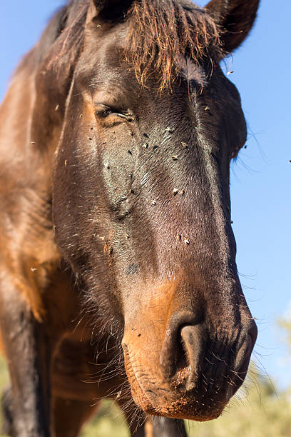 istock Horse with lots of flies 623200090
